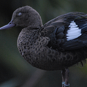 Teal - Cotswold 2021