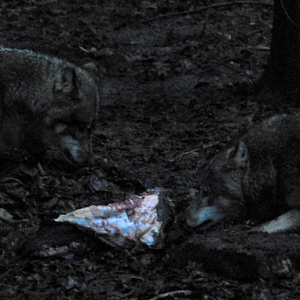 Wolves and Meat - 2021