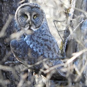 Great Gray Owl