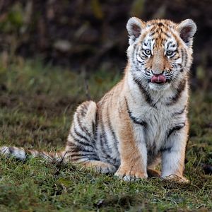Amur Tiger cub (Luka) / Banham / 17-1-2022