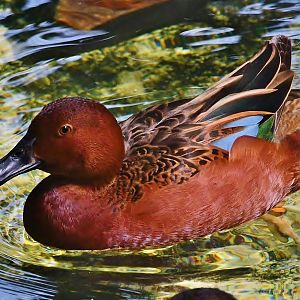 Cinnamon Teal (Spatula cyanoptera)