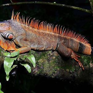Feral Green Iguana (Iguana iguana)