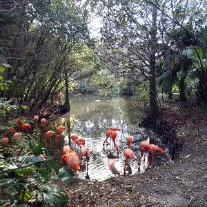 Jan. 2022 - Range of the Jaguar - Caribbean Flamingo Exhibit