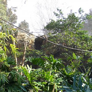 Jan. 2022 - Range of the Jaguar - Emerald Forest Aviary - Cotton-top Tamarin Exhibit