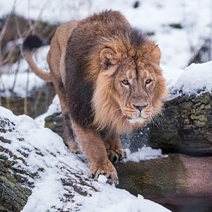 Asiatic lion "Shapur" at Schwerin Zoo