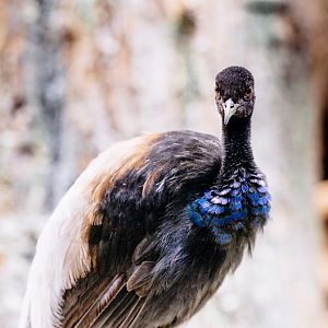 Grey-winged trumpeter at Schwerin Zoo