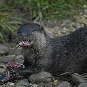 Otter enjoying a fish II - 2021