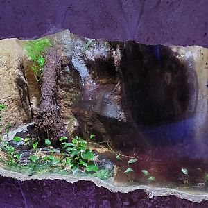 River Delta- Dart Frog Exhibit