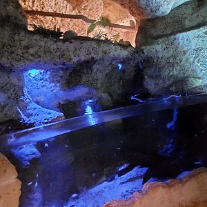 Fishes of the Cenote and Eastern Screech Owl exhibit