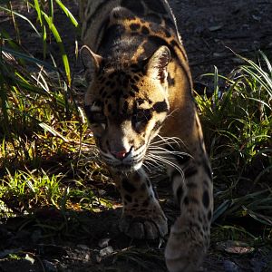 Clouded Leopard, Exmoor Zoo