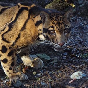 Clouded Leopard, Exmoor Zoo