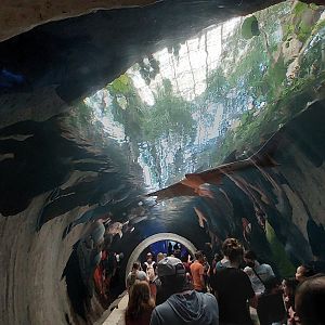Cenote- Sawfish Tank Tunnel