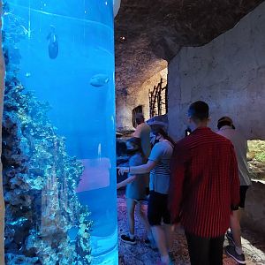 Marine Creatures- Saltwater Wonders tank and Marine Toad enclosure