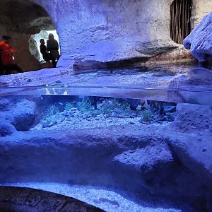 Saltwater Wonders Horseshoe Crab and Lobster tank