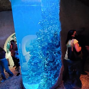 Saltwater Wonders view from cenote