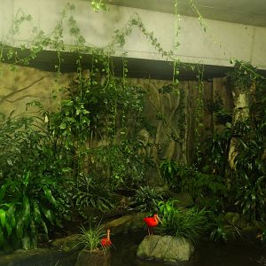 Graham amazon gallery