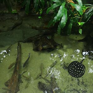 Graham amazon gallery