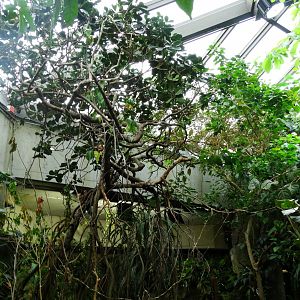 Graham amazon gallery