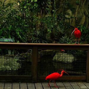 What the ibis do on slow days