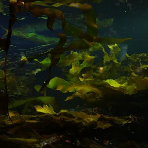 Treasures of bc coast