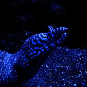 Dragon moray