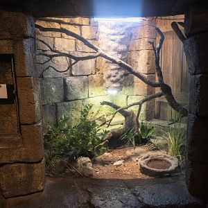 Jan. 2022 - Range of the Jaguar - The Lost Temple - Rio Fuerte Beaded Lizard Exhibit