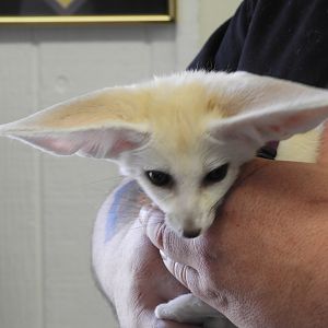 Fennec Fox (Vulpes zerda) kit