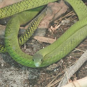 Jameson's Green Mamba (Dendroaspis jamesoni)