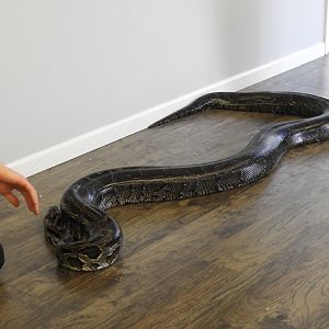 Tiny the Burmese Python (Python bivittatus)