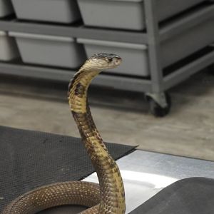 Monocled Cobra (Naja kaouthia) with hood extended