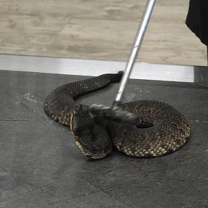 Cottonmouth (Agkistrodon piscivorus), not amused