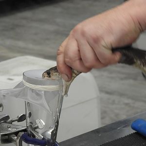 Venom extraction process