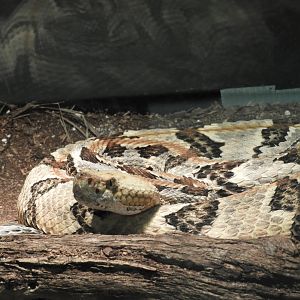 Timber Rattler (Crotalus horridus)