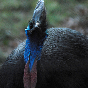 Cassowary II - Cotswolds 2021