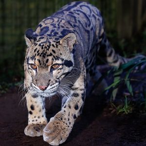 Clouded Leopard (Nimbus) / 21-1-2022 / Thrigby Hall