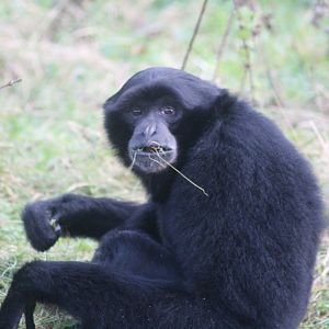 Siamang