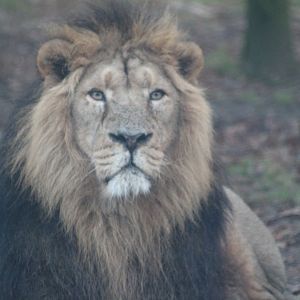 Asiatic Lion