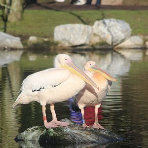 Great white pelican brothers