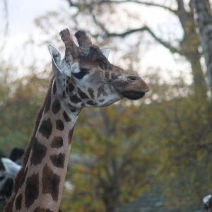 Giraffe