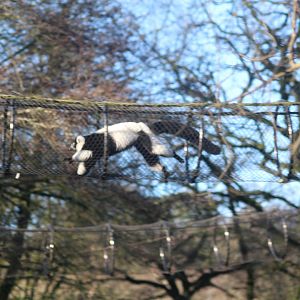 Black and white ruffed lemur