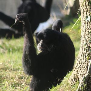 Siamang