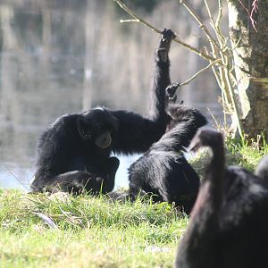 Siamang