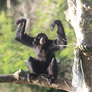 Siamang