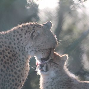 Northern Cheetah and cub