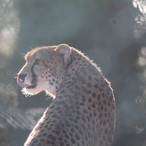 Northern Cheetah