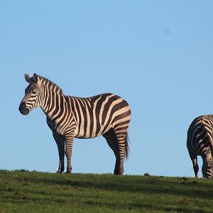 Plains zebra
