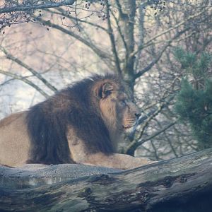 Asiatic lion