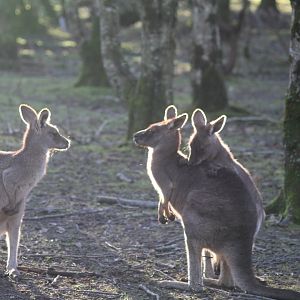 Grey Kangaroo