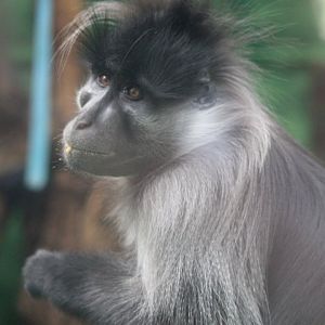 Grey cheeked mangabey