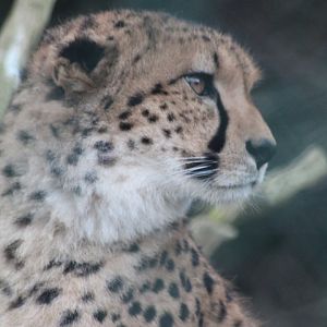 Northern Cheetah
